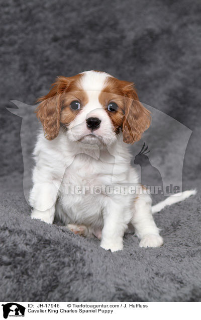 Cavalier King Charles Spaniel Puppy / JH-17946