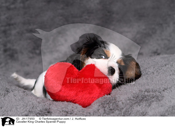 Cavalier King Charles Spaniel Puppy / JH-17950