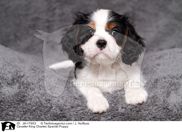 Cavalier King Charles Spaniel Puppy / JH-17953