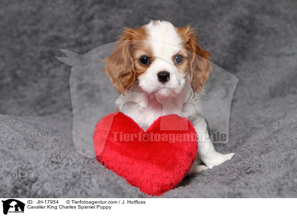 Cavalier King Charles Spaniel Puppy / JH-17954