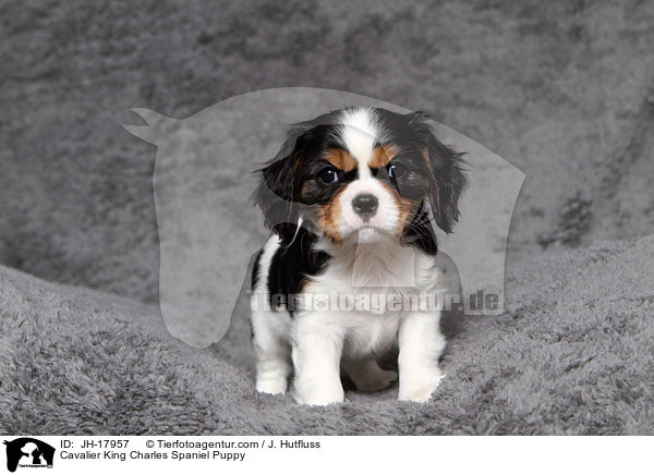 Cavalier King Charles Spaniel Puppy / JH-17957