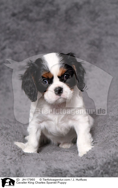 Cavalier King Charles Spaniel Puppy / JH-17960