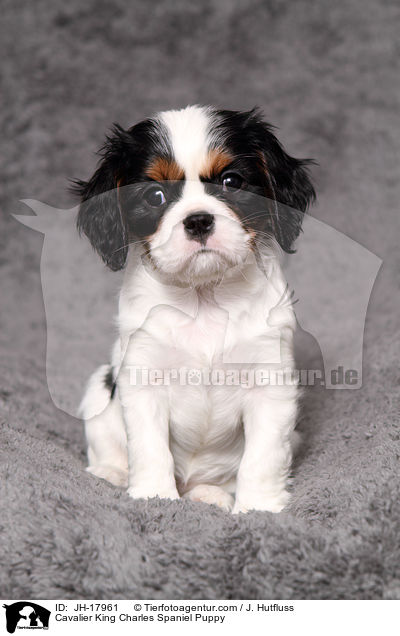 Cavalier King Charles Spaniel Puppy / JH-17961