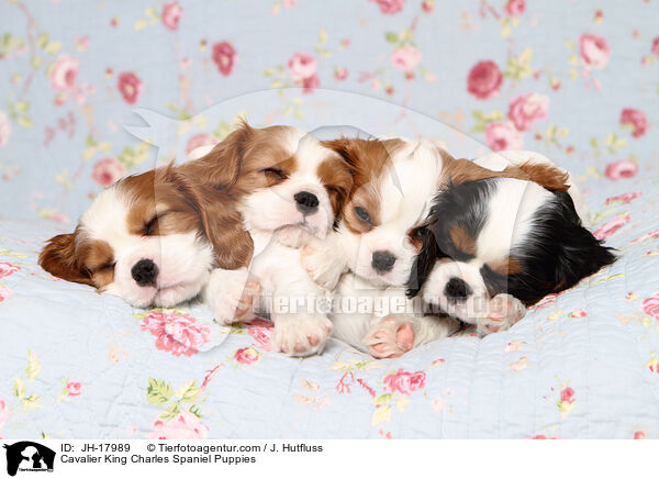 Cavalier King Charles Spaniel Puppies / JH-17989