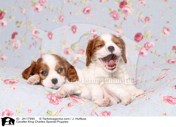 Cavalier King Charles Spaniel Puppies / JH-17990