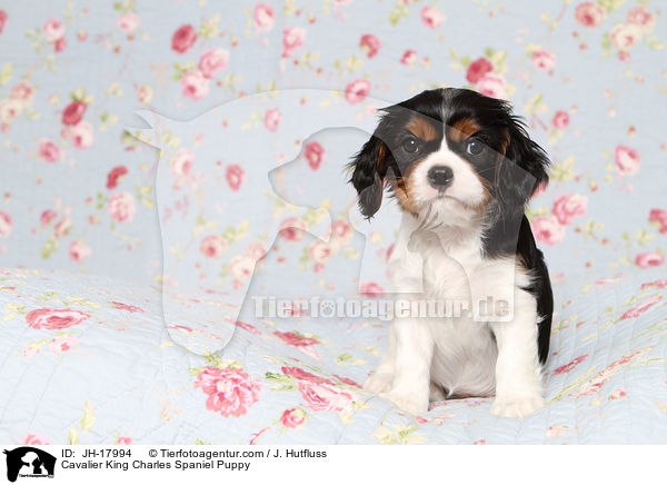 Cavalier King Charles Spaniel Puppy / JH-17994