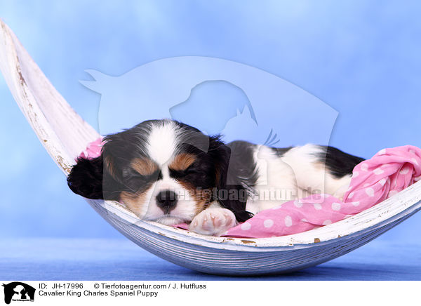 Cavalier King Charles Spaniel Puppy / JH-17996