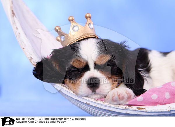 Cavalier King Charles Spaniel Puppy / JH-17998