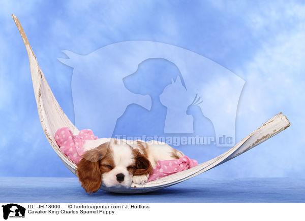 Cavalier King Charles Spaniel Puppy / JH-18000