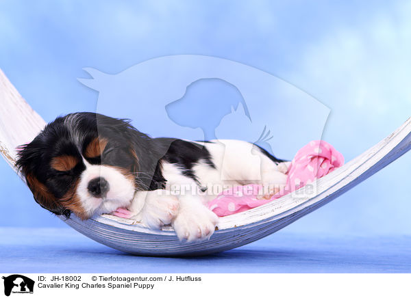Cavalier King Charles Spaniel Puppy / JH-18002