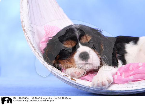 Cavalier King Charles Spaniel Puppy / JH-18004