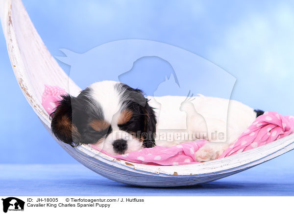 Cavalier King Charles Spaniel Puppy / JH-18005