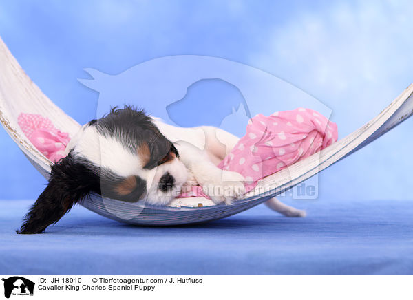 Cavalier King Charles Spaniel Welpe / Cavalier King Charles Spaniel Puppy / JH-18010