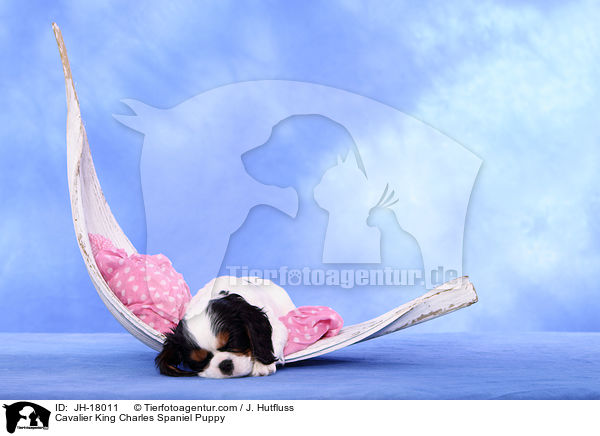 Cavalier King Charles Spaniel Puppy / JH-18011