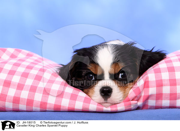 Cavalier King Charles Spaniel Puppy / JH-18015