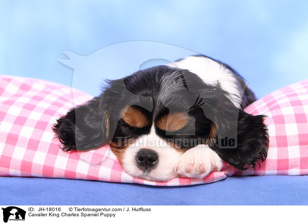 Cavalier King Charles Spaniel Puppy / JH-18016