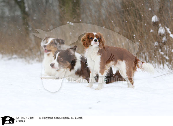 3 Hunde / 3 dogs / KL-10491