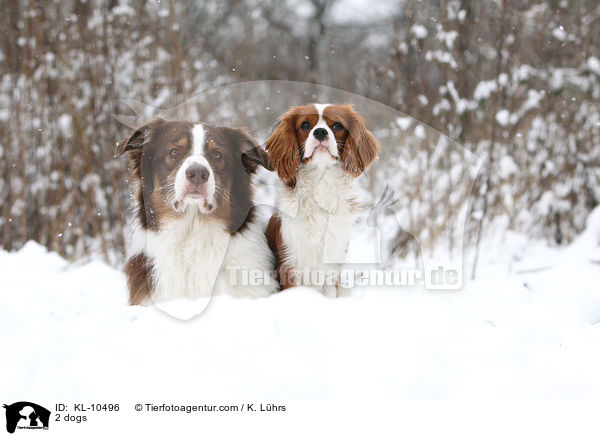 2 Hunde / 2 dogs / KL-10496