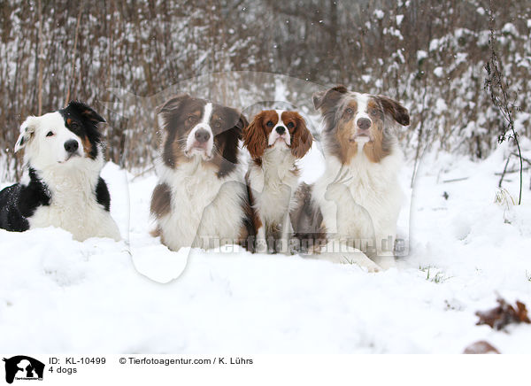 4 Hunde / 4 dogs / KL-10499