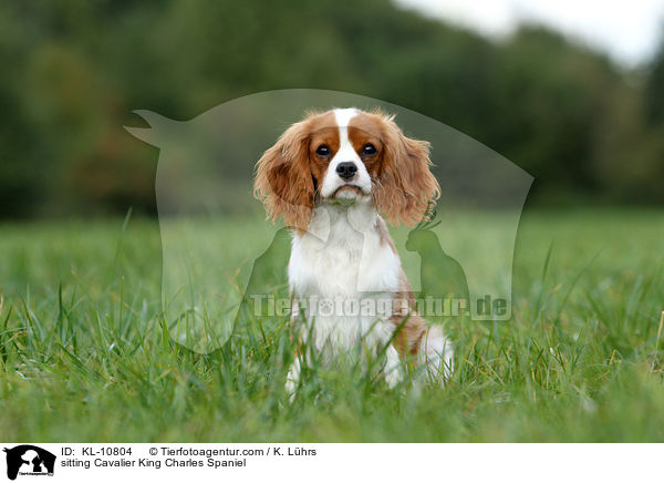 sitting Cavalier King Charles Spaniel / KL-10804