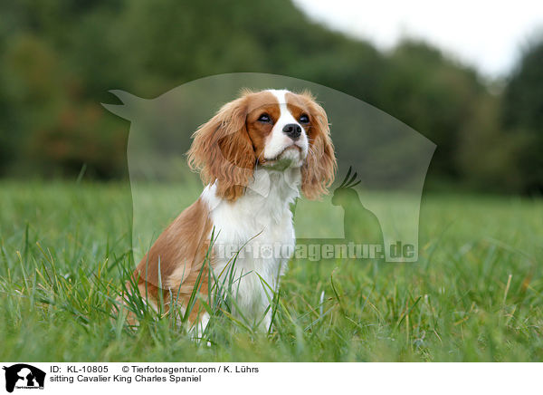 sitting Cavalier King Charles Spaniel / KL-10805
