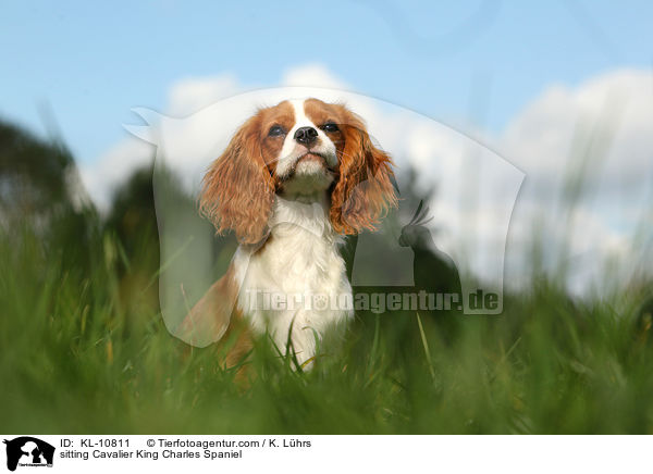 sitting Cavalier King Charles Spaniel / KL-10811