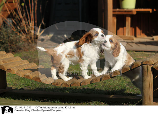 Cavalier King Charles Spaniel Puppies / KL-11013