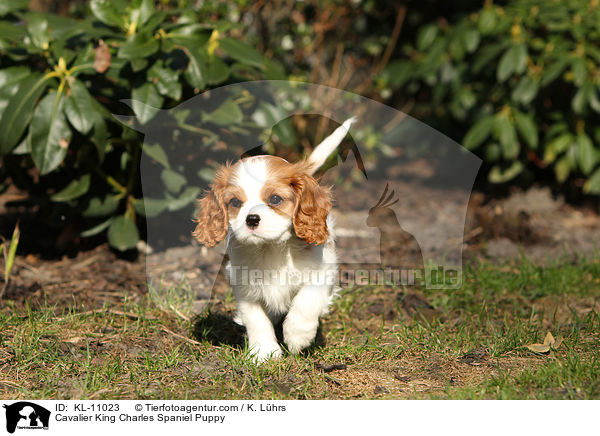 Cavalier King Charles Spaniel Puppy / KL-11023