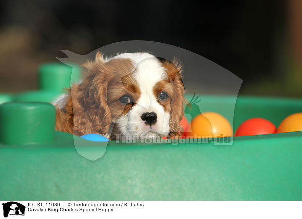 Cavalier King Charles Spaniel Puppy / KL-11030