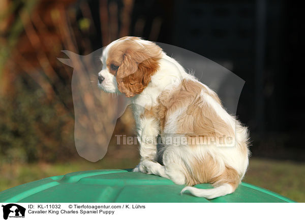 Cavalier King Charles Spaniel Puppy / KL-11032