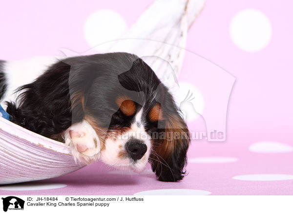 Cavalier King Charles Spaniel Welpe / Cavalier King Charles Spaniel puppy / JH-18484