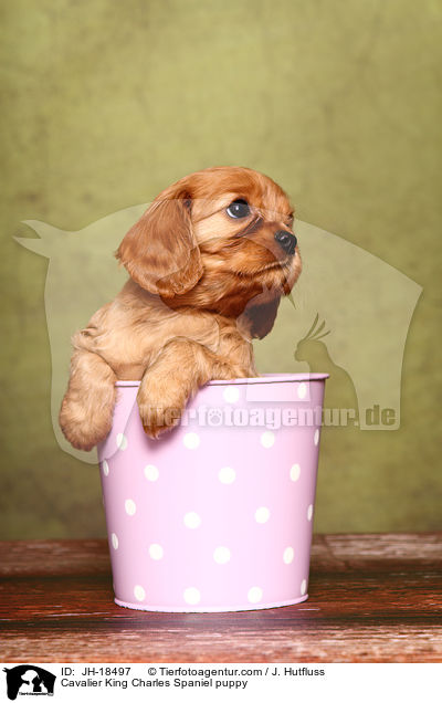 Cavalier King Charles Spaniel Welpe / Cavalier King Charles Spaniel puppy / JH-18497