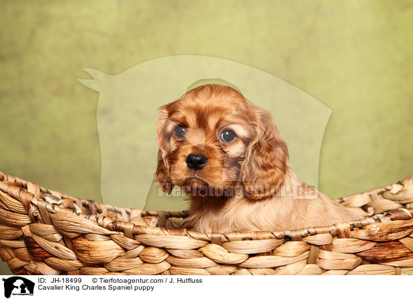 Cavalier King Charles Spaniel puppy / JH-18499