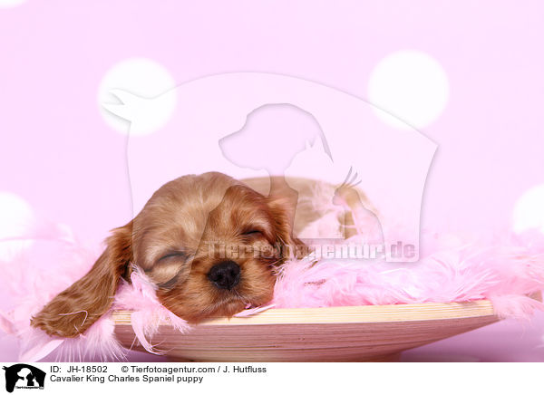 Cavalier King Charles Spaniel puppy / JH-18502