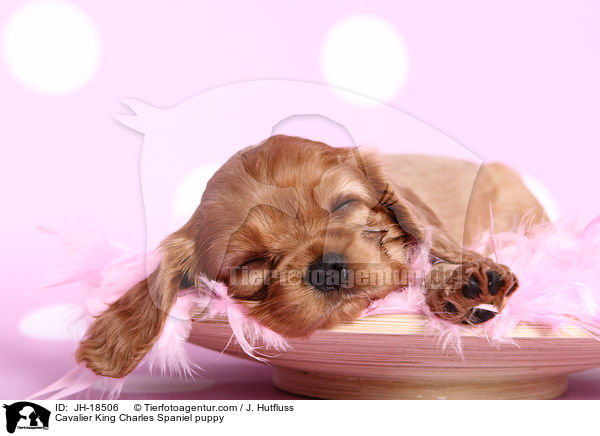 Cavalier King Charles Spaniel puppy / JH-18506