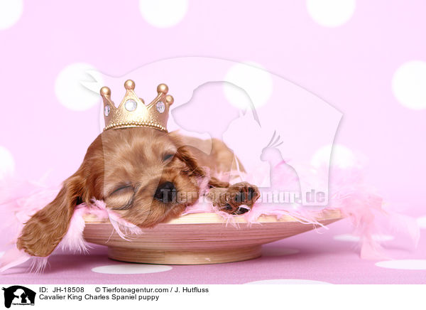 Cavalier King Charles Spaniel puppy / JH-18508