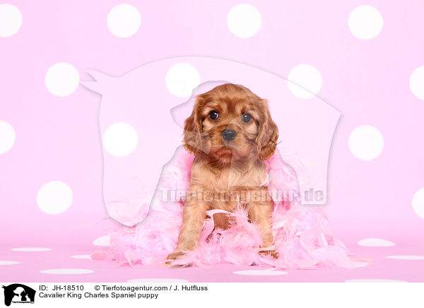 Cavalier King Charles Spaniel puppy / JH-18510