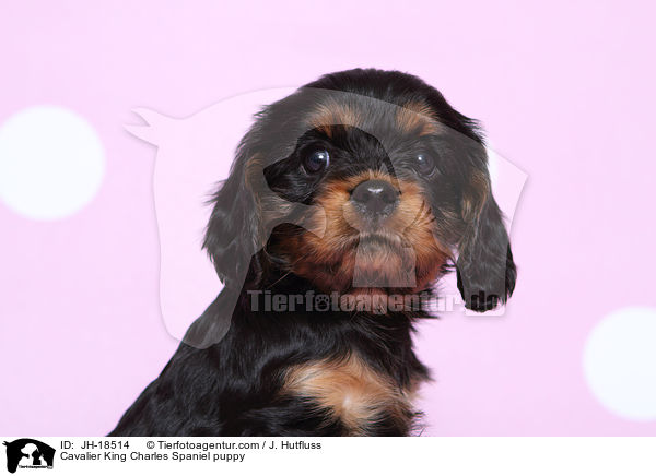 Cavalier King Charles Spaniel puppy / JH-18514
