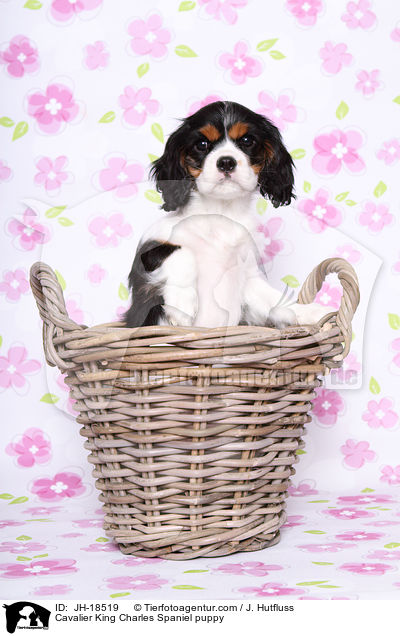 Cavalier King Charles Spaniel puppy / JH-18519
