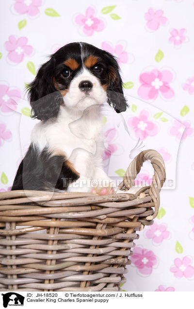 Cavalier King Charles Spaniel puppy / JH-18520