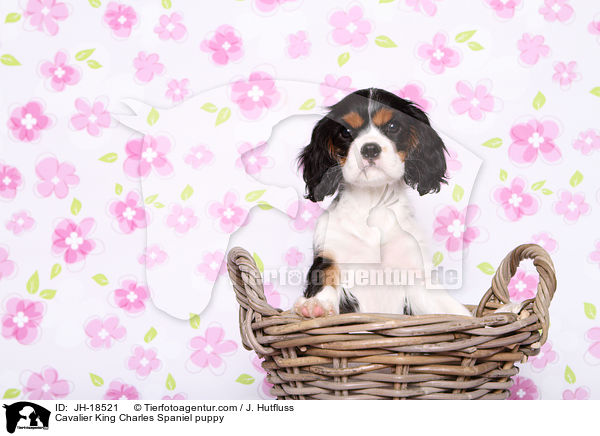 Cavalier King Charles Spaniel puppy / JH-18521