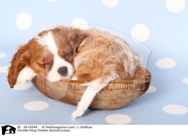 Cavalier King Charles Spaniel puppy / JH-18548