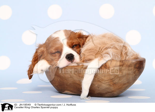Cavalier King Charles Spaniel puppy / JH-18549