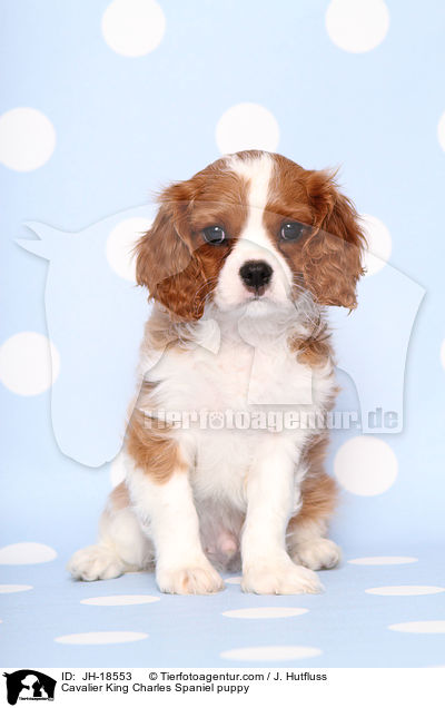 Cavalier King Charles Spaniel puppy / JH-18553