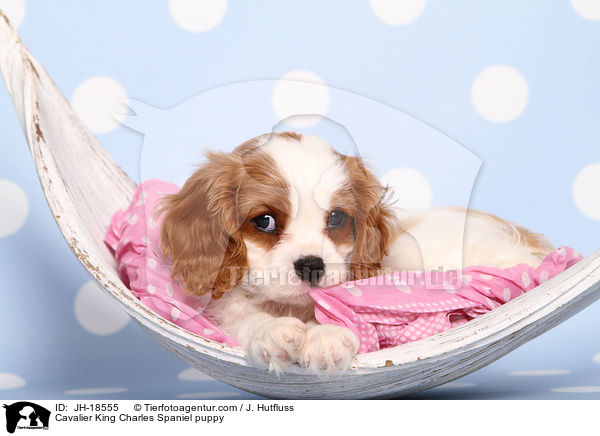 Cavalier King Charles Spaniel Welpe / Cavalier King Charles Spaniel puppy / JH-18555