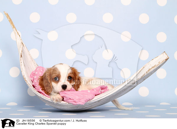 Cavalier King Charles Spaniel Welpe / Cavalier King Charles Spaniel puppy / JH-18556