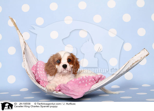 Cavalier King Charles Spaniel puppy / JH-18558