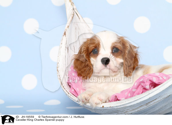 Cavalier King Charles Spaniel puppy / JH-18559