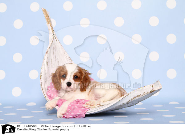Cavalier King Charles Spaniel puppy / JH-18560
