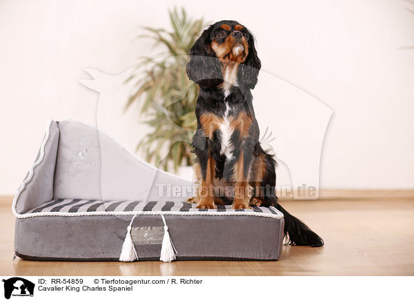 Cavalier King Charles Spaniel / RR-54859